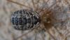 Leiobunum religiosum